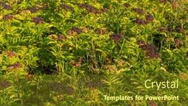  Presentation with hvac black - Slide set featuring luster-of-black-elderberries-elderberry background and a  colored foreground