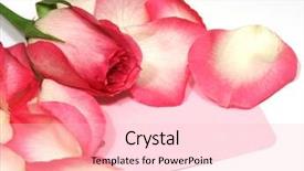  Presentation with pink rose petals - Slides featuring luv - pink card surrounded by rose background and a lemonade colored foreground