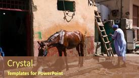  Presentation with white horse - 