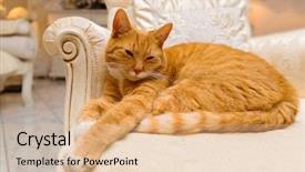  Presentation with acting - Presentation design with luxurious furniture acting like royalty background and a lemonade colored foreground