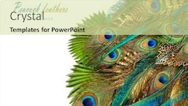  Presentation with peacock - Presentation design consisting of luxurious-peacock-tail-decorated background and a soft green colored foreground