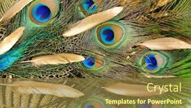 Presentation with peacock - Presentation theme enhanced with luxurious-peacock-tail-decorated background and a tawny brown colored foreground
