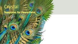  Presentation with peacock - Slides consisting of luxurious-peacock-tail-decorated background and a tawny brown colored foreground