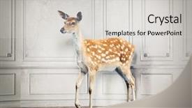  Presentation with design sustentabilidade - PPT theme consisting of design room photo combination concept background and a light gray colored foreground