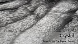  Presentation with fox - Presentation theme featuring luxury fur russian silver fox background background and a light gray colored foreground
