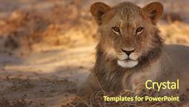  Presentation with sun desert - Beautiful PPT layouts featuring ly - young lion resting in morning backdrop and a tawny brown colored foreground