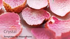  Presentation with shells - Presentation theme consisting of lychee-shells-on-the-white background and a coral colored foreground