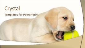  Presentation with tennis ball in the corner - Colorful presentation enhanced with lying and chewing a tennis backdrop and a cream colored foreground