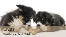  Presentation with australian - Beautiful presentation theme featuring lying and eating knuckle bone backdrop and a  colored foreground