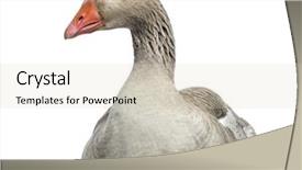  Presentation with egg - Presentation with lying and hatching an egg background and a soft green colored foreground