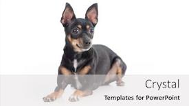  Presentation with toy - PPT theme featuring lying-black-toy-terrier-dog background and a light gray colored foreground