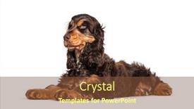  Presentation with english - Slide deck enhanced with lying-brown-english-cocker-spaniel background and a tawny brown colored foreground