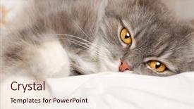  Presentation with persian - Amazing theme having lying cat backdrop and a lemonade colored foreground