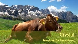  Presentation with pasture - Beautiful PPT theme featuring lying cow pasture behind the mountain brenta- dolomites italy backdrop and a tawny brown colored foreground