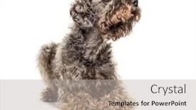  Presentation with dog - Audience pleasing PPT theme consisting of lying-crossbreed-dog-looking-up backdrop and a light gray colored foreground