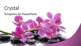  Presentation with beautiful orchid flowers - Presentation theme enhanced with lying down branch pink orchid background and a white colored foreground