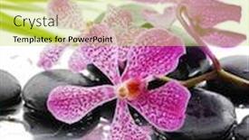 Presentation with orchid - PPT theme consisting of lying down branch pink orchid with stones and palm background and a yellow colored foreground