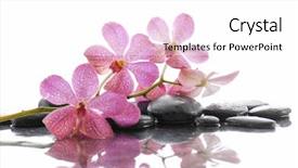  Presentation with orchid - Audience pleasing slide set consisting of lying down branch pink orchid with stones backdrop and a white colored foreground