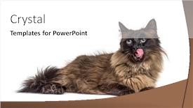  Presentation with cat - PPT theme with lying-down-crossbreed-cat-licking background and a white colored foreground