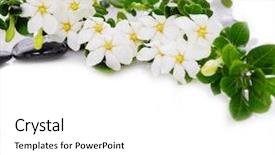  Presentation with green pea plant - Slide set consisting of lying down gardenia with green background and a  colored foreground