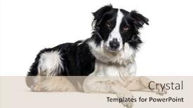  Presentation with dog boarding - Beautiful slides featuring lying-down-on-a-empty backdrop and a soft green colored foreground