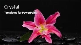  Presentation with pink black - Audience pleasing presentation design consisting of lying-down-pink-lily backdrop and a black colored foreground