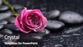  Presentation with pink rose - Slide deck featuring lying down pink rose with therapy stones background and a dark gray colored foreground
