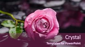  Presentation with pink rose - Slide deck featuring lying down pink rose with therapy stones background and a violet colored foreground