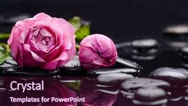  Presentation with pink rose - Slide set consisting of lying down pink rose with therapy stones background and a wine colored foreground