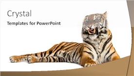  Presentation with tiger - Presentation design with lying-down-tiger-showing background and a white colored foreground