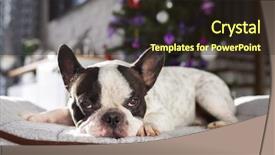  Presentation with french revoulution - Colorful PPT layouts enhanced with lying down under the christmas backdrop and a wine colored foreground