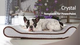  Presentation with christmas tree - Audience pleasing theme consisting of lying down under the christmas backdrop and a dark gray colored foreground