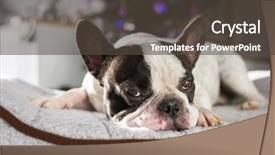  Presentation with christmas tree - PPT layouts featuring lying down under the christmas background and a dark gray colored foreground