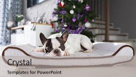  Presentation with christmas tree - Cool new theme with lying down under the christmas backdrop and a light gray colored foreground