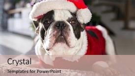  Presentation with christmas tree - Audience pleasing slides consisting of lying down under the christmas backdrop and a soft green colored foreground