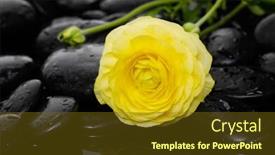 Presentation with bud - Colorful slide set enhanced with lying down yellow ranunculus with bud and therapy stones backdrop and a tawny brown colored foreground