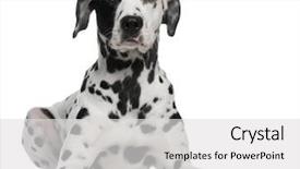  Presentation with medical evaluation of 5 years old boy - Beautiful PPT layouts featuring lying in front of white backdrop and a light gray colored foreground