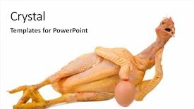  Presentation with animal chicken - Beautiful slides featuring lying nude chicken on white backdrop and a white colored foreground