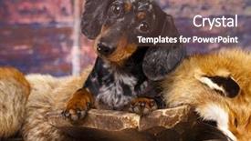  Presentation with fox - Cool new presentation theme with lying on a fox pelt backdrop and a tawny brown colored foreground