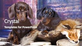  Presentation with fox - PPT layouts with lying on a fox pelt background and a tawny brown colored foreground