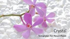  Presentation with pink white - Audience pleasing slide set consisting of lying on branch pink orchid backdrop and a light gray colored foreground