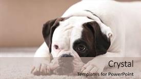  Presentation with boxer dog - Presentation theme featuring lying on carpet pet adoption background and a  colored foreground