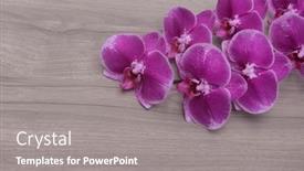  Presentation with orchid - Presentation with lying-on-pink-orchid-flower background and a gray colored foreground