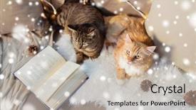  Presentation with pets - Presentation design having lying on sofa with book background and a soft green colored foreground