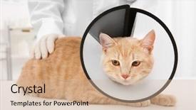  Presentation with body shame cyber bullying - Amazing slide deck having lying on table in vet backdrop and a soft green colored foreground