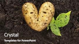  Presentation with potato - Slide set consisting of lying on the garden soil background and a wine colored foreground