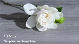  Presentation with green leaf - PPT layouts having lying-on-white-gardenia background and a gray colored foreground