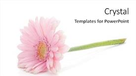  Presentation with pink white - Colorful presentation design enhanced with lying pink gerbera flower isolated backdrop and a  colored foreground