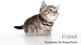  Presentation with british - Beautiful PPT theme featuring lying pretty british tabby kitten looking upward backdrop and a white colored foreground
