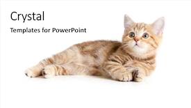  Presentation with british - Slide deck with lying pretty british tabby kitten background and a white colored foreground